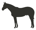 Pferd